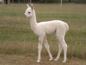 Petting zoo farm baby animals