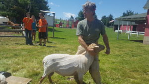 Professional Shearer, Rick holding freshly shorn Emma 