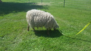 Tunis sheep, Emma, grazing before her shearing
